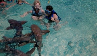 shark picture - Bahamas 2011